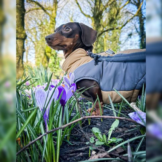 Meet Mochaccino – Our Chief Encouragement Officer 🐾